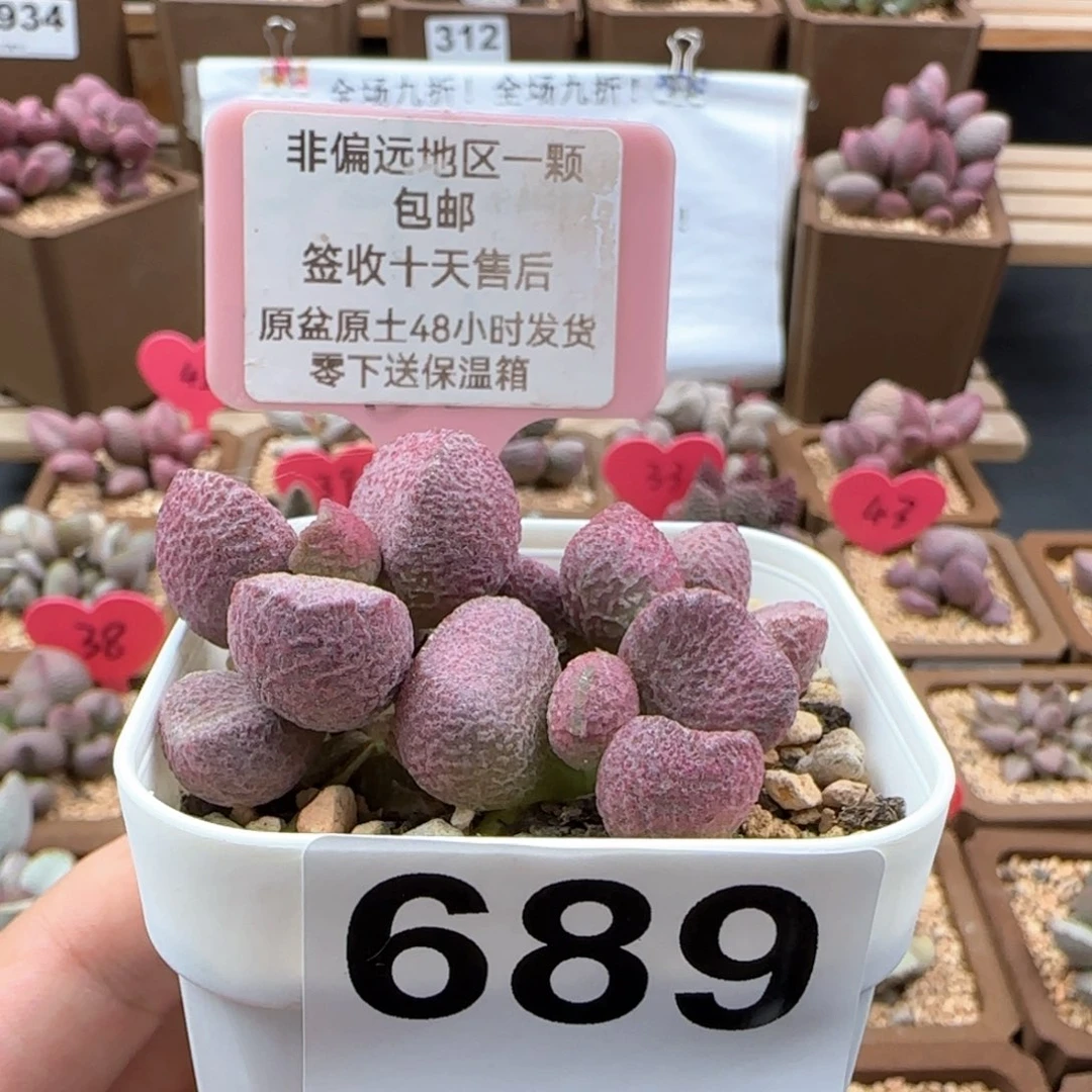 689夏娃多肉植物