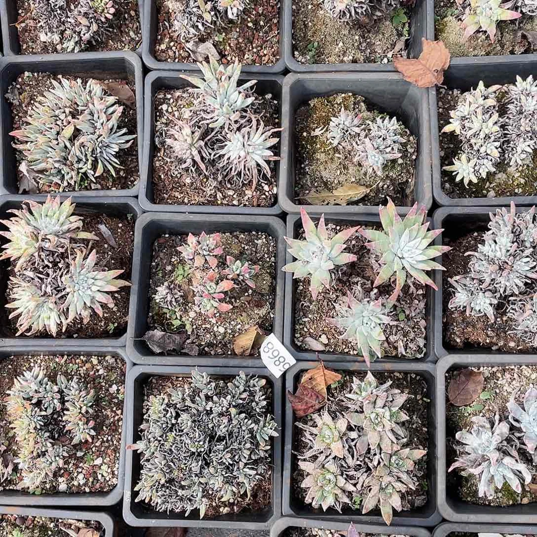 ?****猹13颗仙女杯不售后6868