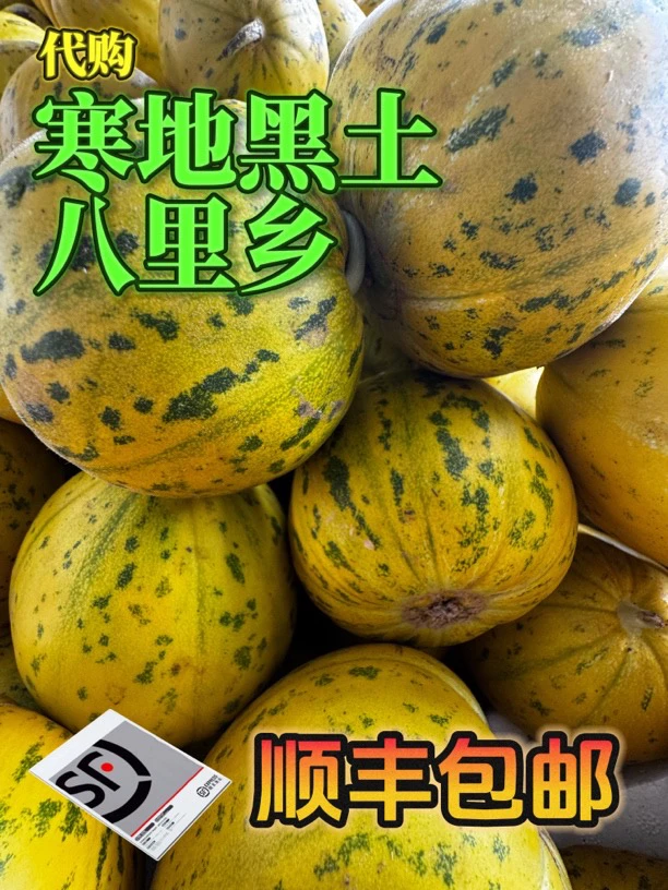 东北地产甜香瓜鲜摘蜜甜爽口又起沙