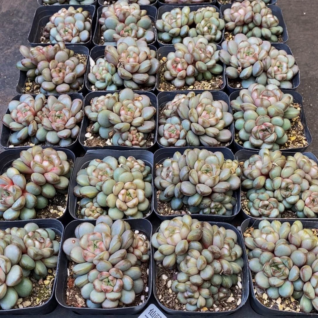 稚719多肉植物保护研究所