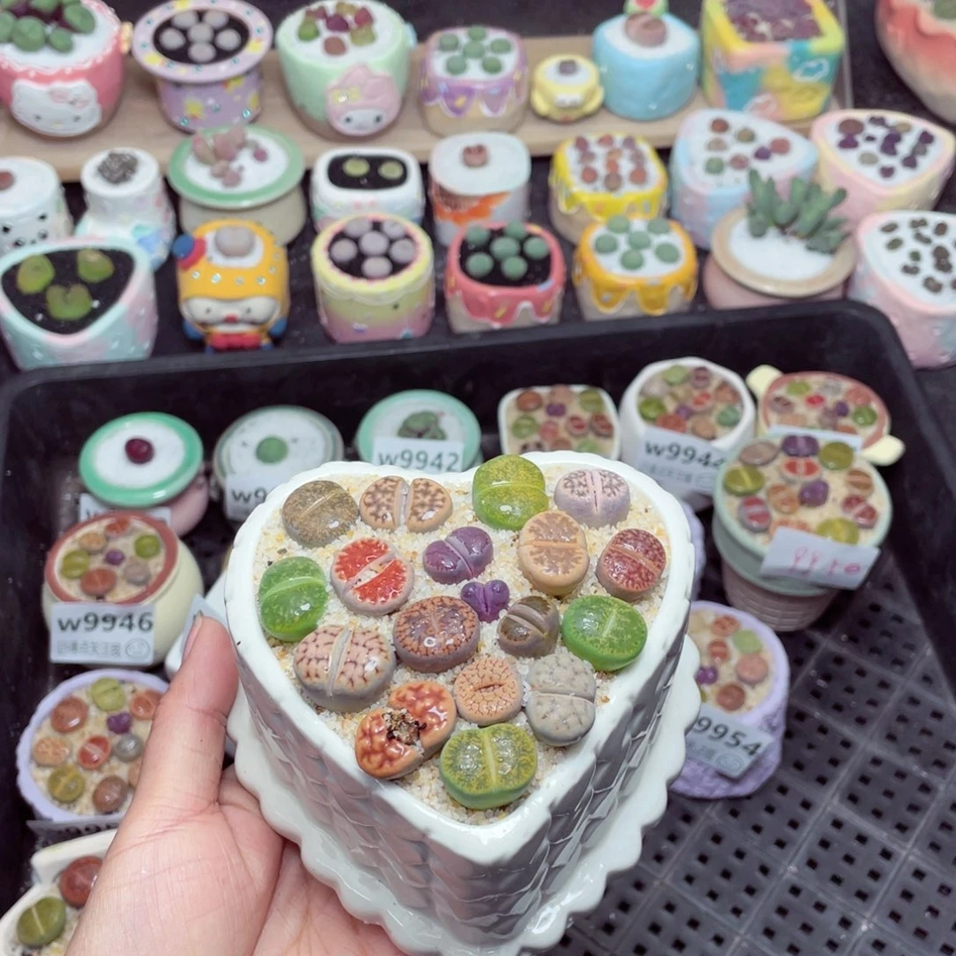 w9956 -零下地区拍保温箱-15支持寄养