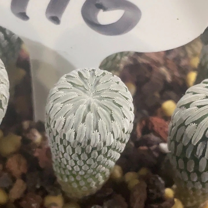 精巧丸实生仙人球1.5公分