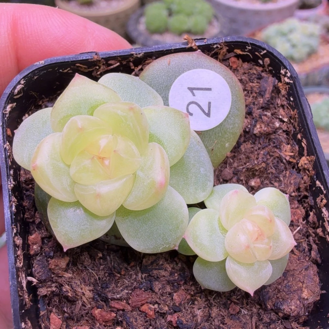 21甜心1708双头一物一拍