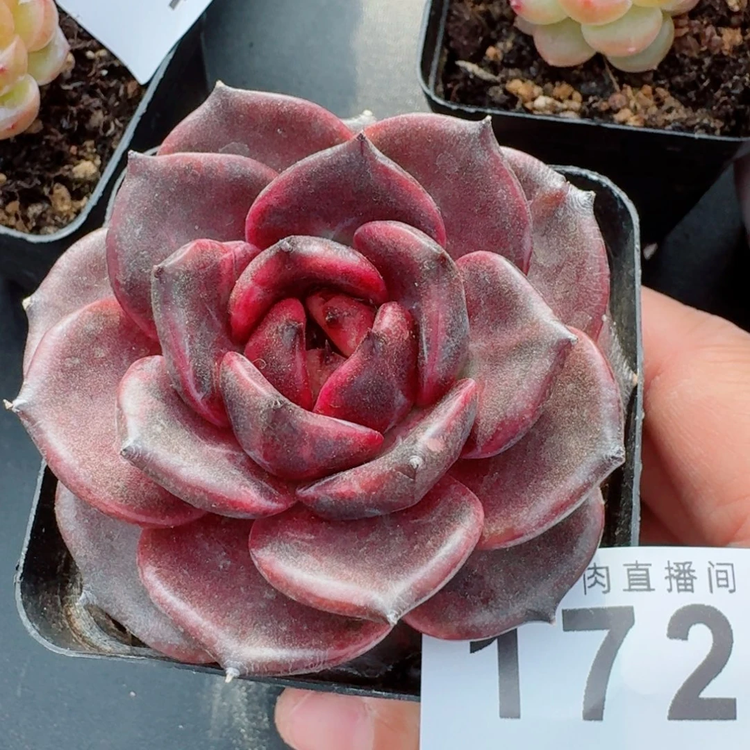 黑桃KA      愿你一路坦途，乘风破浪展宏图