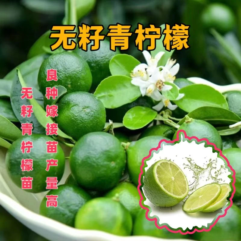 塔希提无籽青柠檬树苗广西对版嫁接苗台湾香水柠檬四季结果圆形果