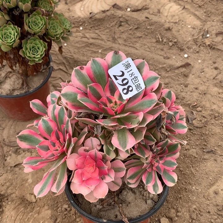 298粉女巫手捧1号棚