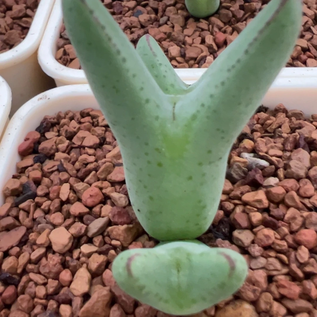 青蛙sn杂交458 肉锥植物