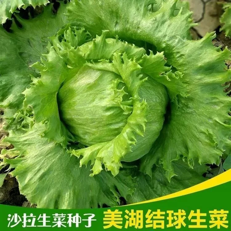 【全店满5包包邮】结球生菜种子包心圆生菜西餐汉堡沙拉火锅生菜籽
