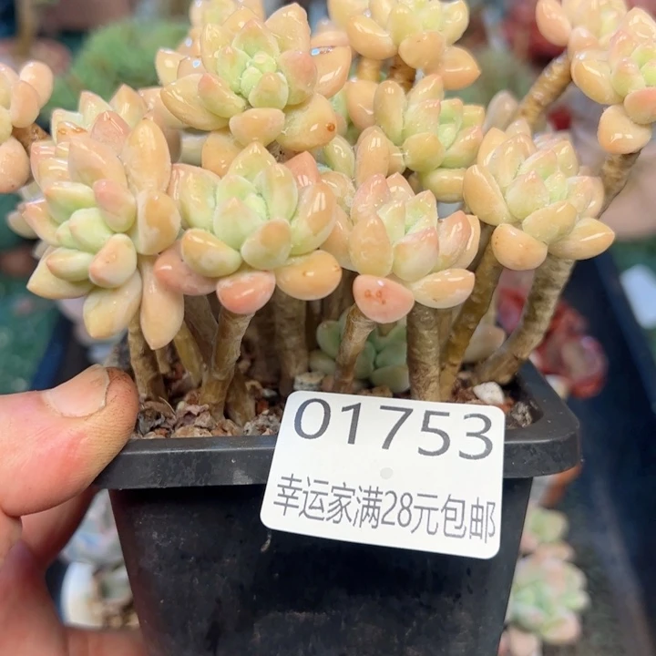 幸运的是我的朋友