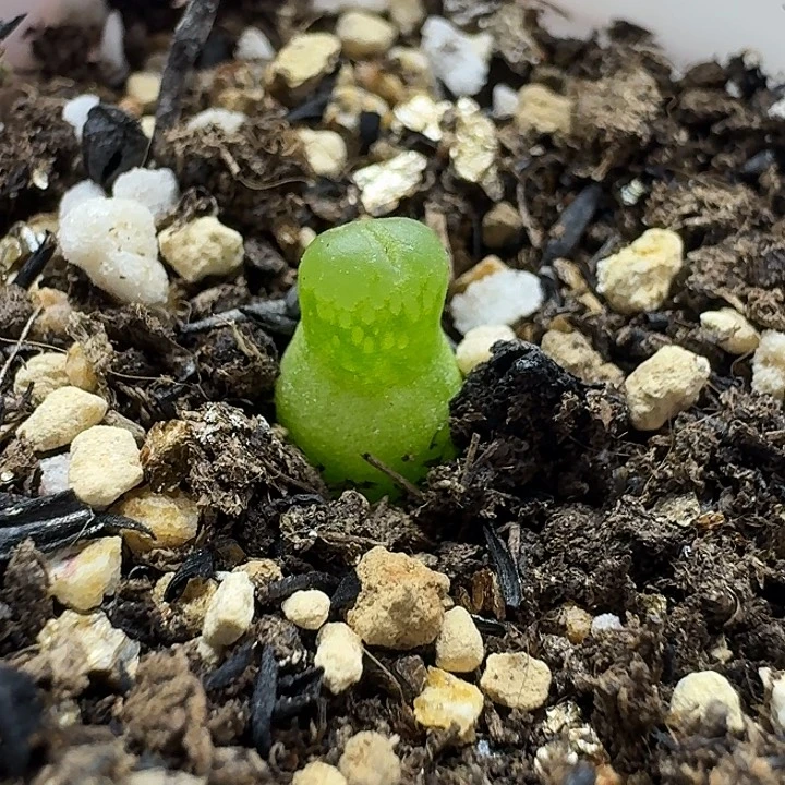 老马生石花小葫芦2239