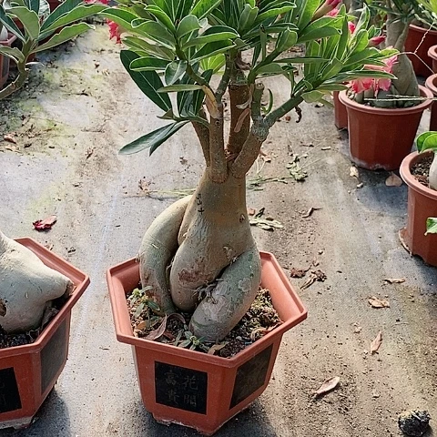 【闪购商品】无花朵蓝*