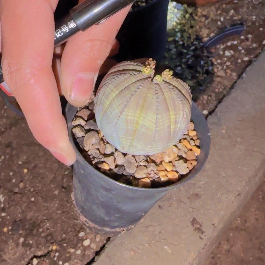 G块根植物块根植物