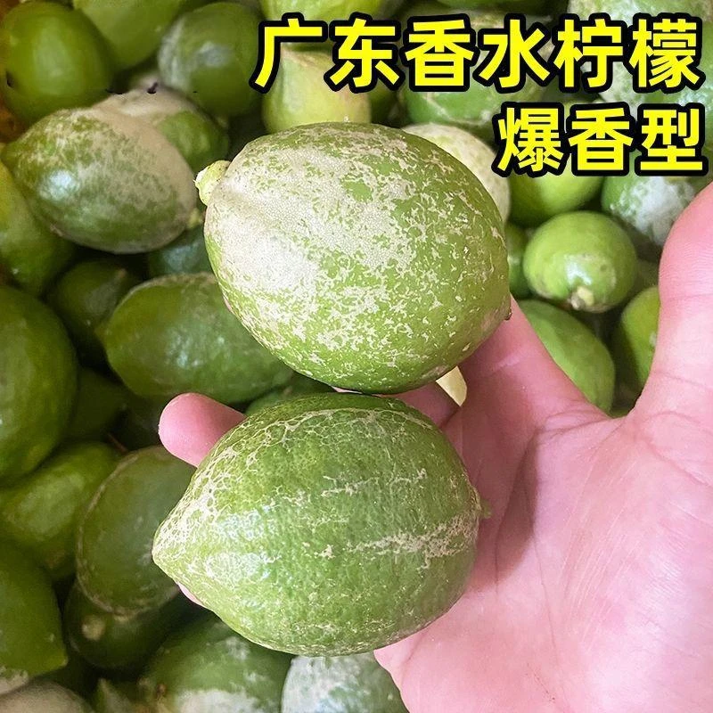 【三级果】广东无籽香水柠檬特价爆香新鲜现摘奶茶店专用果