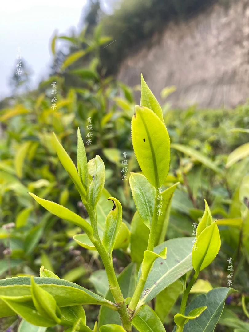 【2025年老枞黄金贵】2025年坪上炒茶自产自销 绿茶红汤