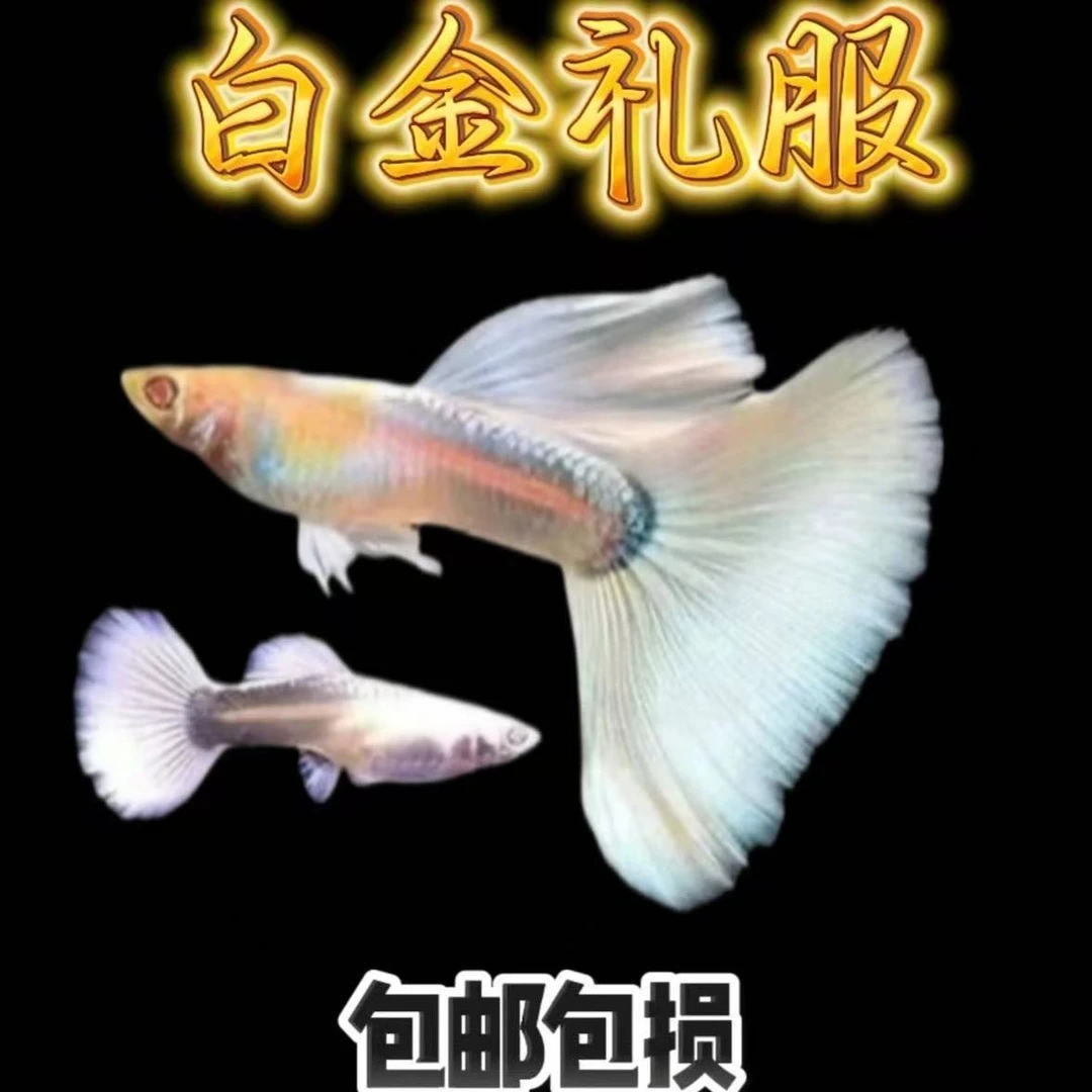 【白金礼服】孔雀鱼小型热带淡水观赏鱼健康活跃好养易活渔场直发