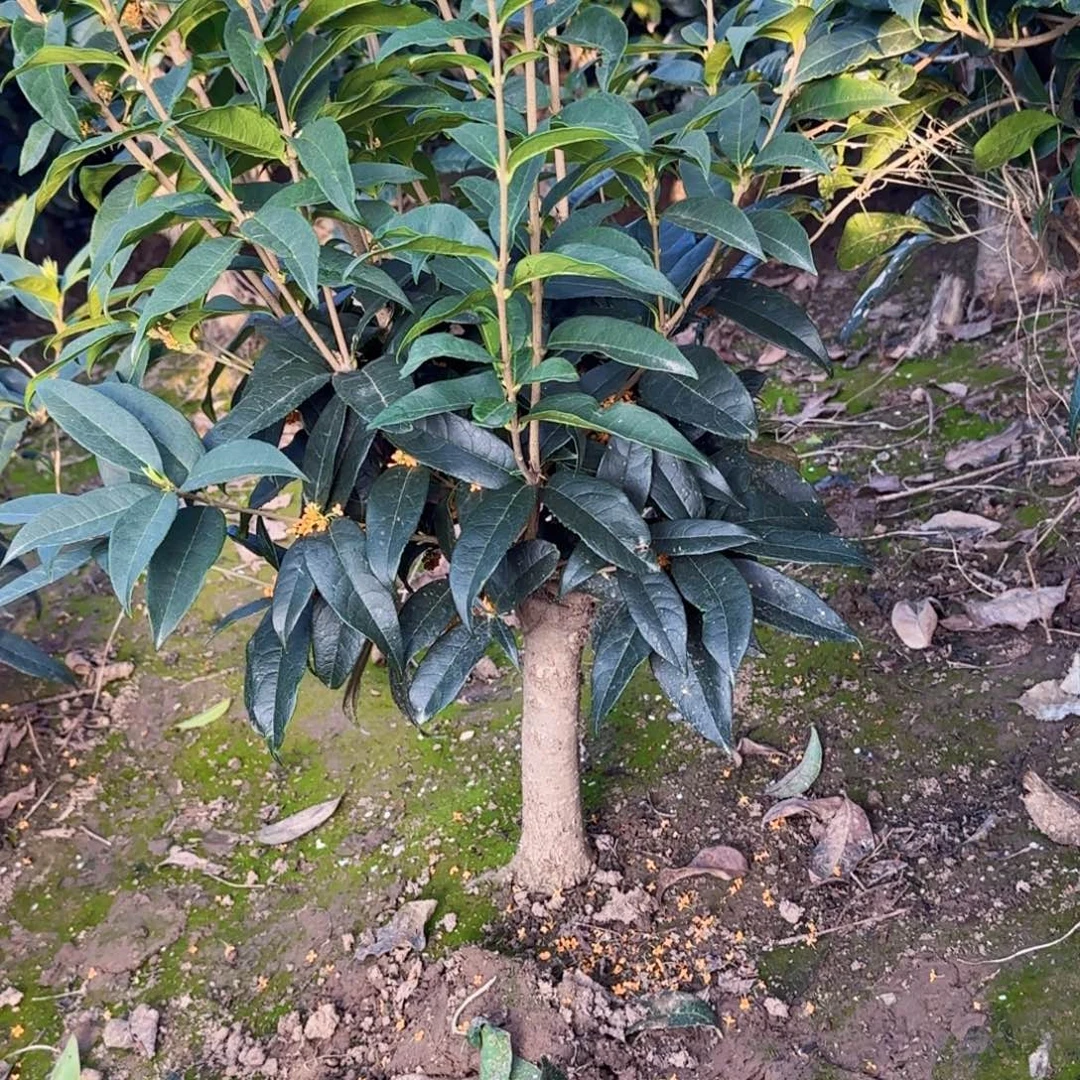 年***余无花朵桂花。四季桂系列