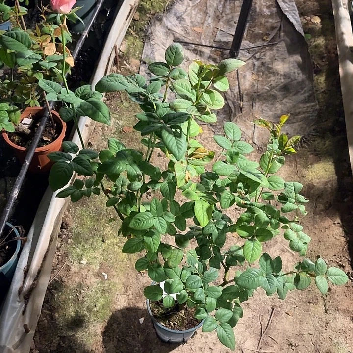 无花朵纤巧中苗一加