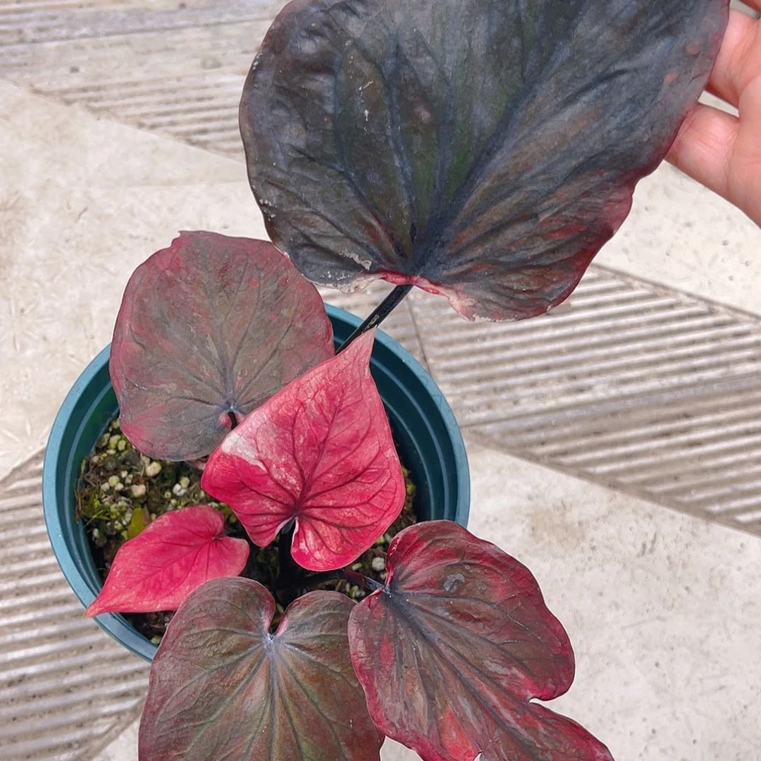 完全开放泰彩一物一拍1298