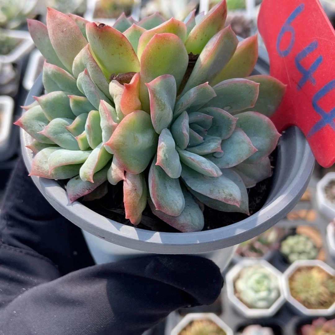 644泡泡纱多肉植物