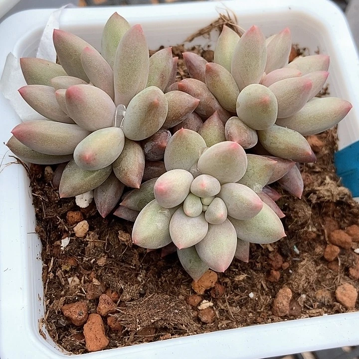 多肉植物车厘子13