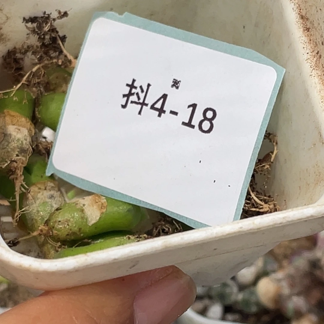 水*冻4-18极窗小苗多肉植物