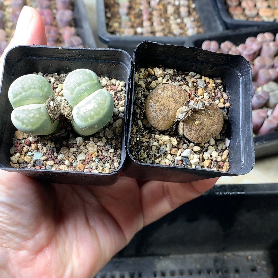 K285多肉植物保护