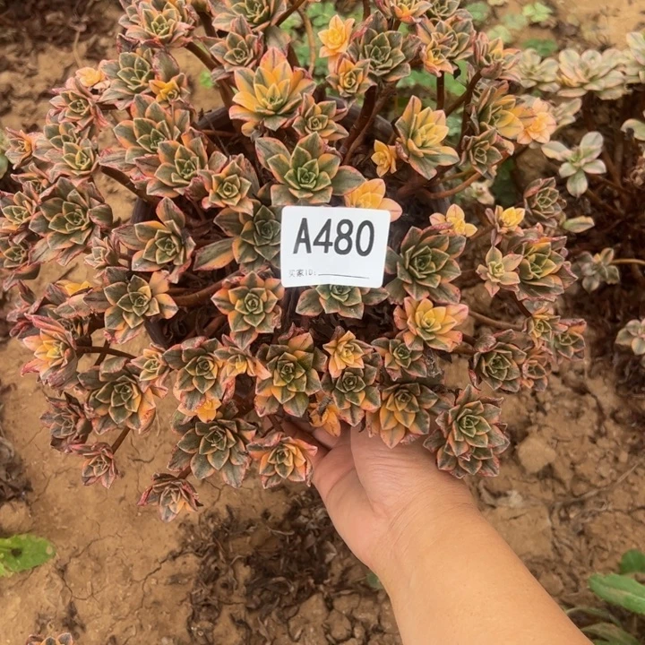 甜茶多肉植物480.