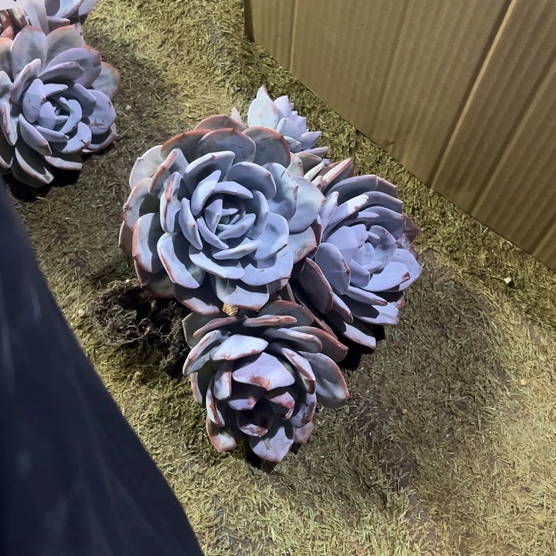 滴***珠滴滴姐姐的奶茶老桩