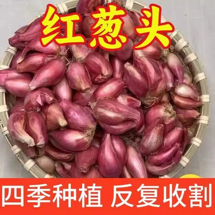 正宗红葱头香葱头火葱头干葱头种香新鲜小葱头四川农家自种小香葱
