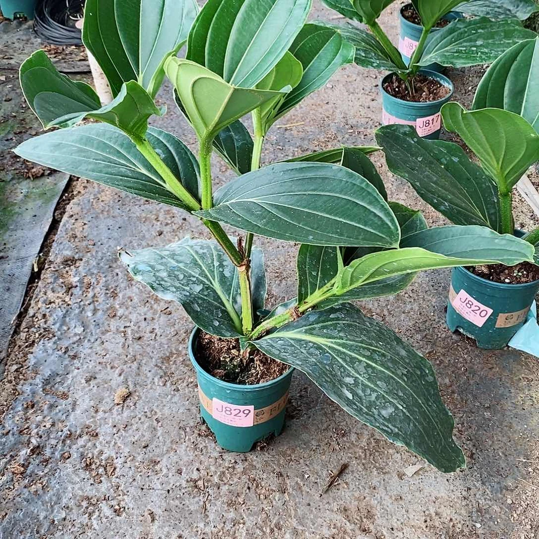 无花朵户****）木本花卉829