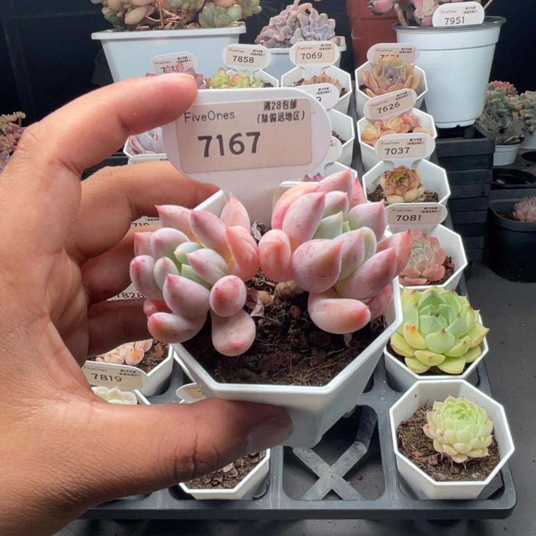 7167所罗门5.0厘米