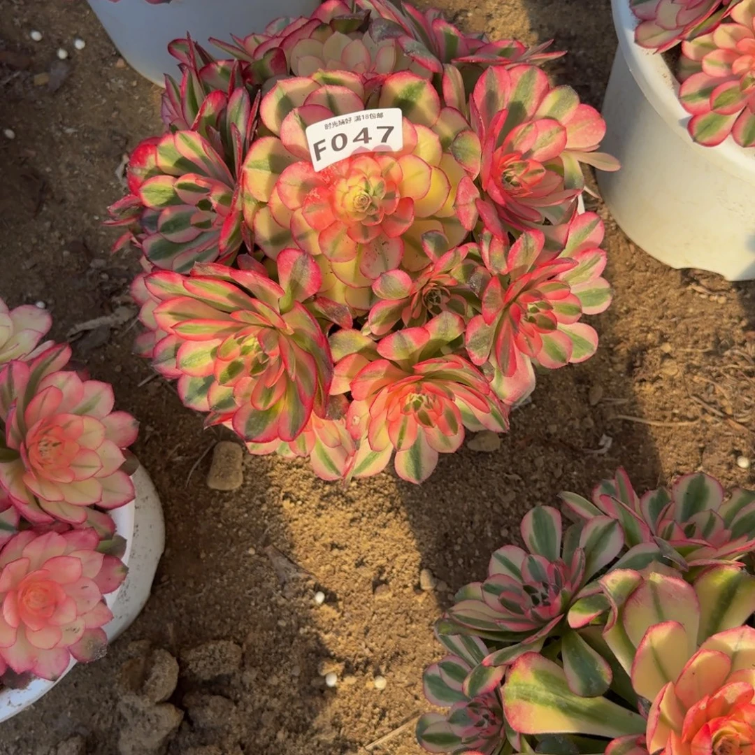 047荔枝。多肉植物