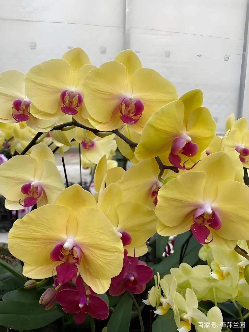 蝴蝶兰【黄金美人】花梗苗3.5寸（金黄色）年宵花