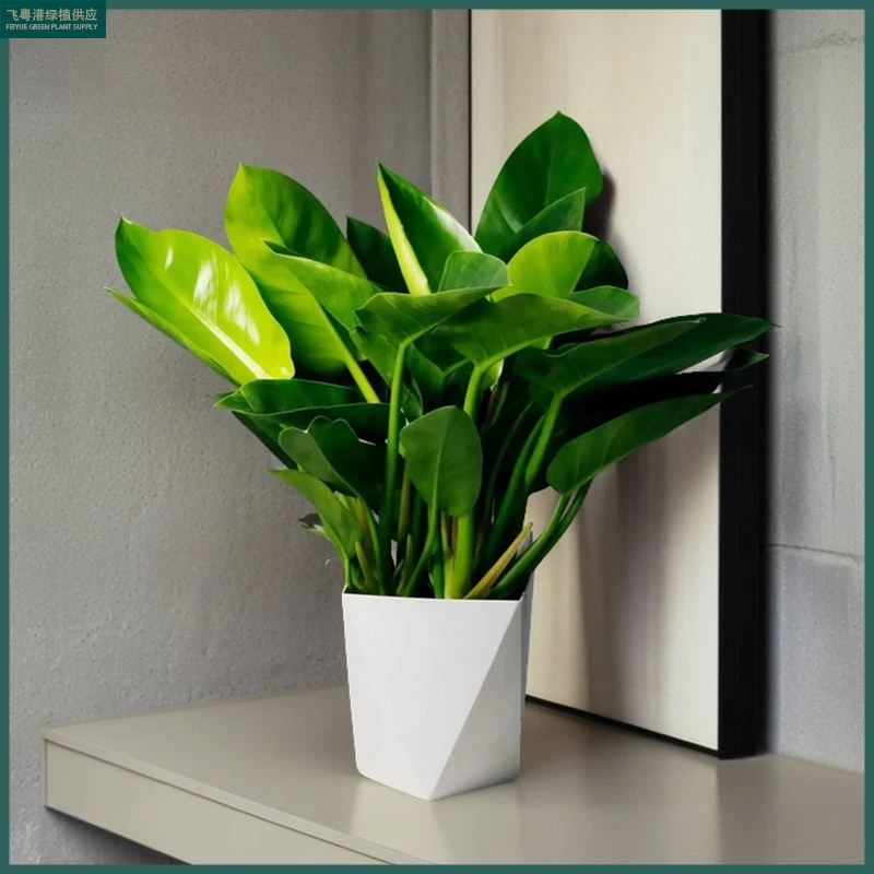 泰国大叶金钻蔓绿绒办公室室内好养易活绿植盆栽叶子长青吸甲醛