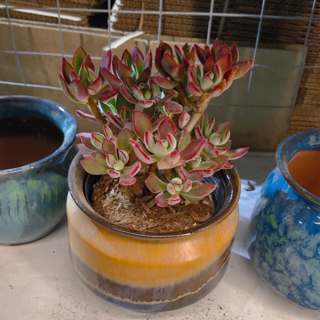 E***o锦晃星锦晃星新疆包邮