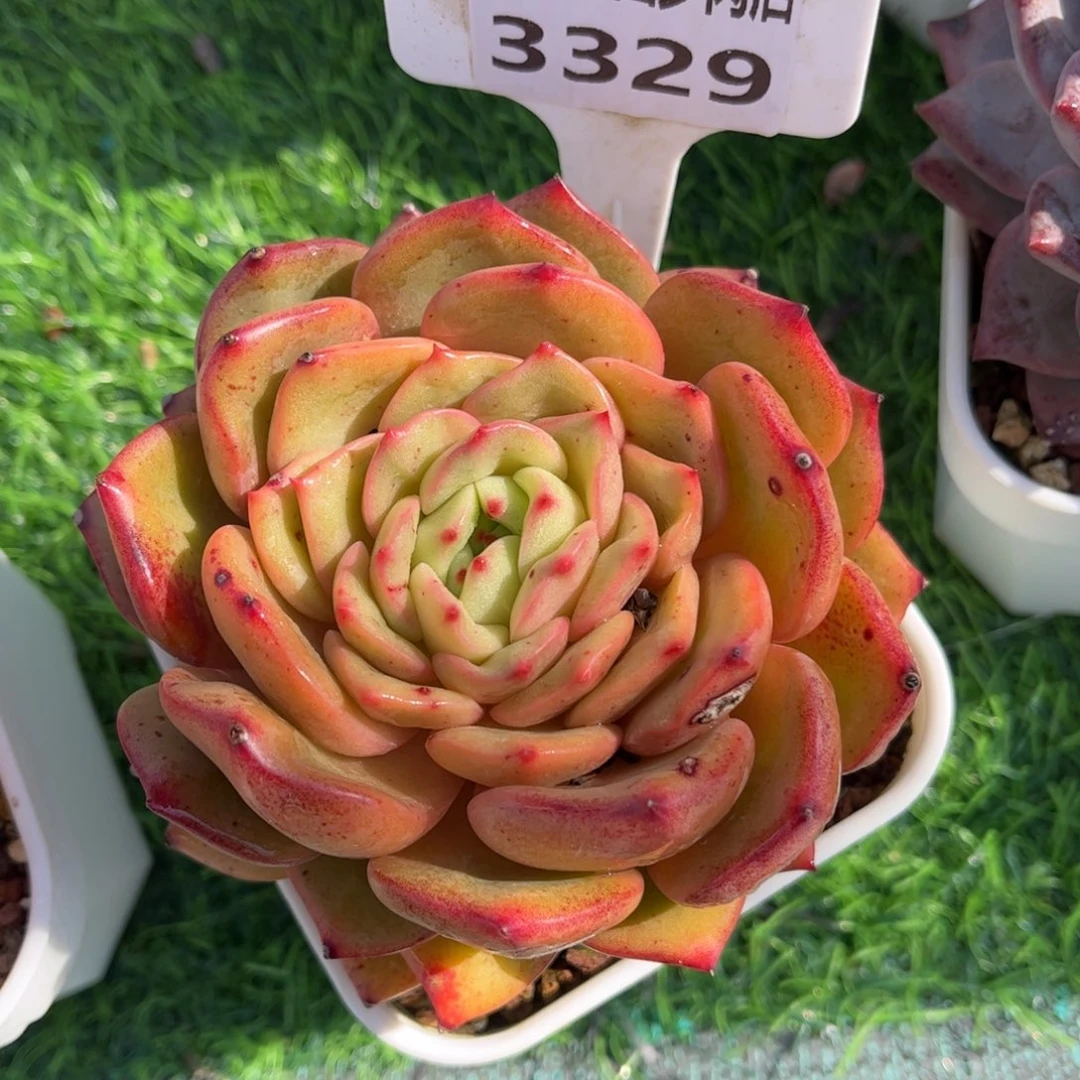 多肉植物3329 满30包邮