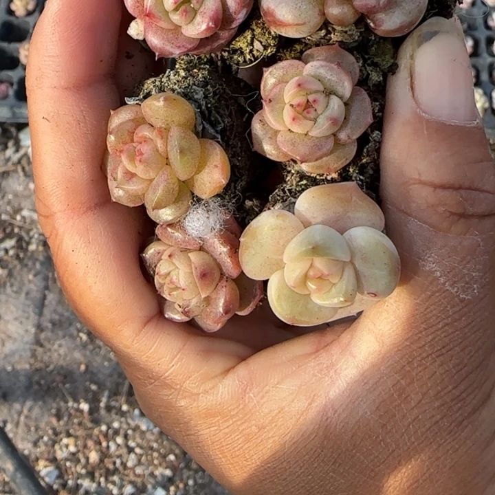 小卡拉米糖心一物一拍