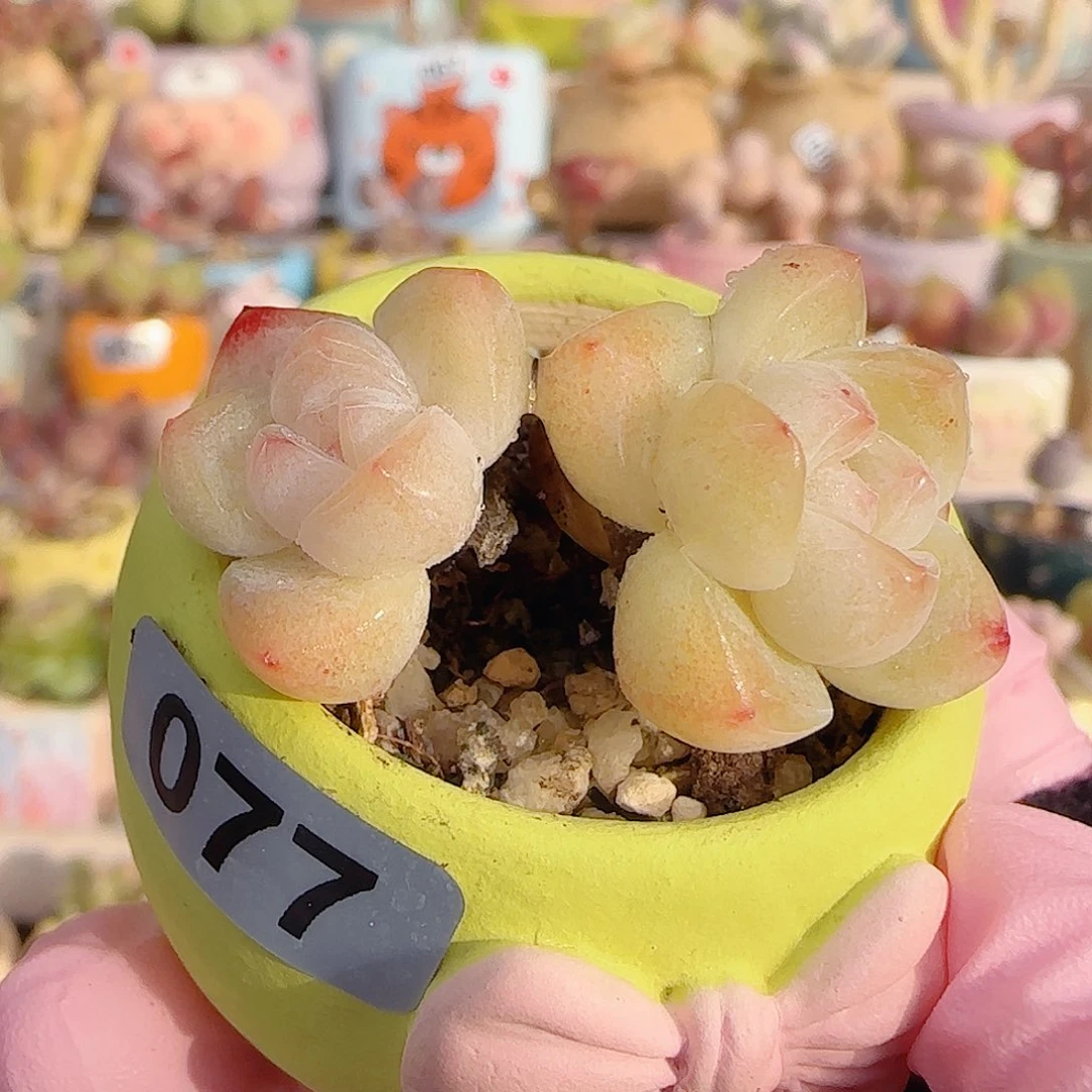 奶油冰玉 盆口3cm