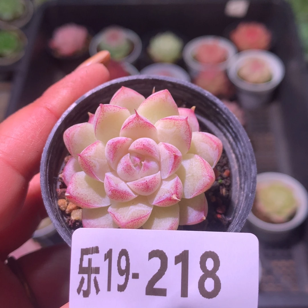 乐然19-218 女王玫瑰