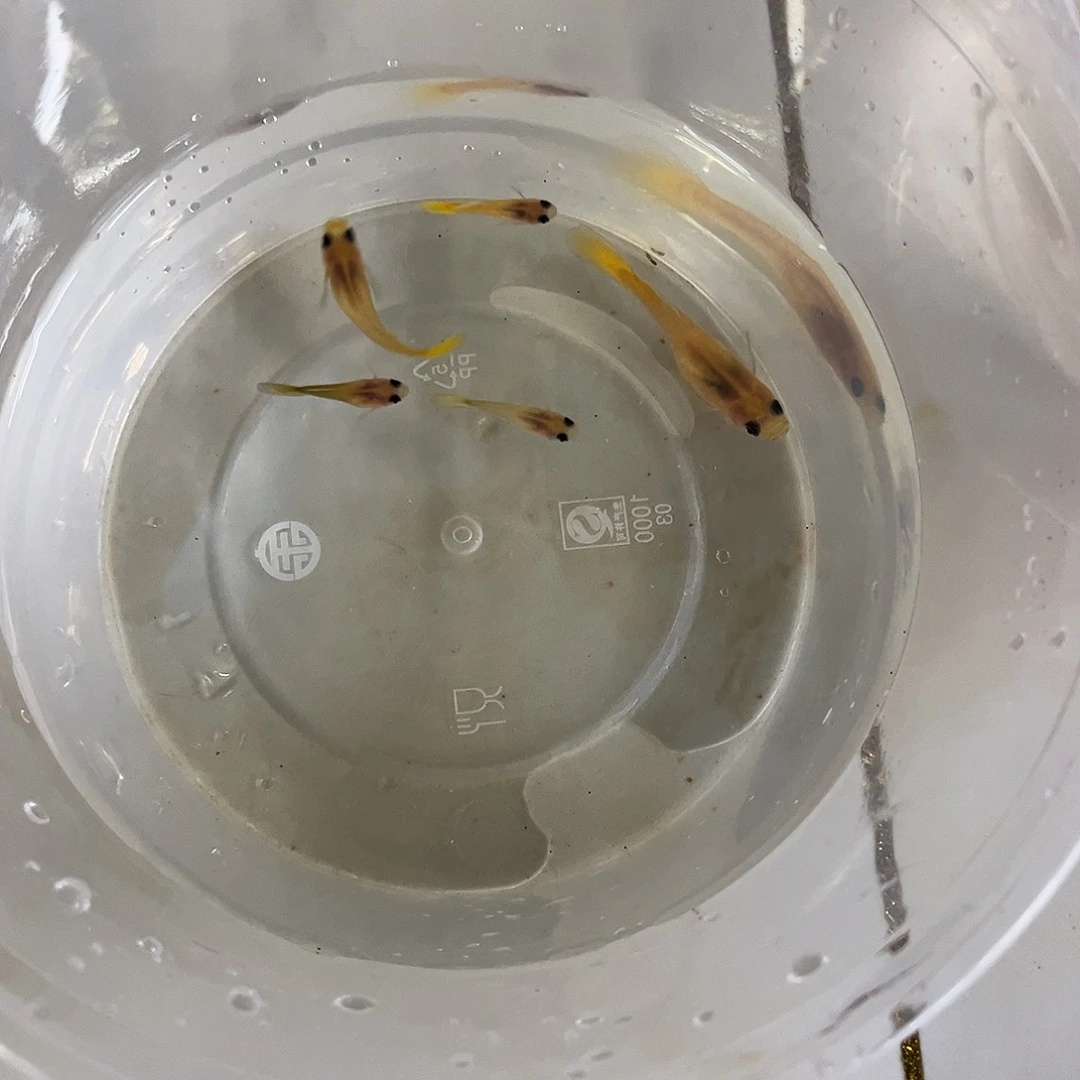 孔雀鱼黄金一缸玻璃猫