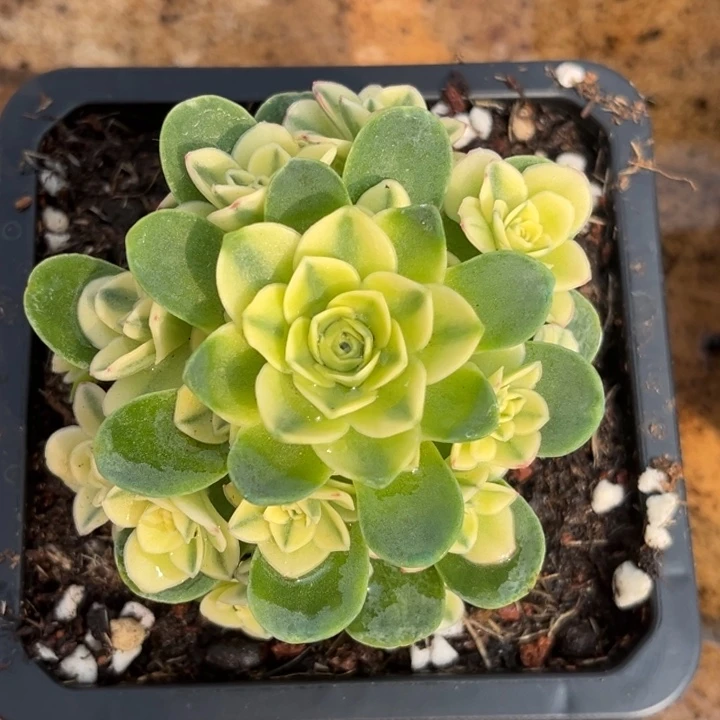 猫眼玫瑰锦群生发货