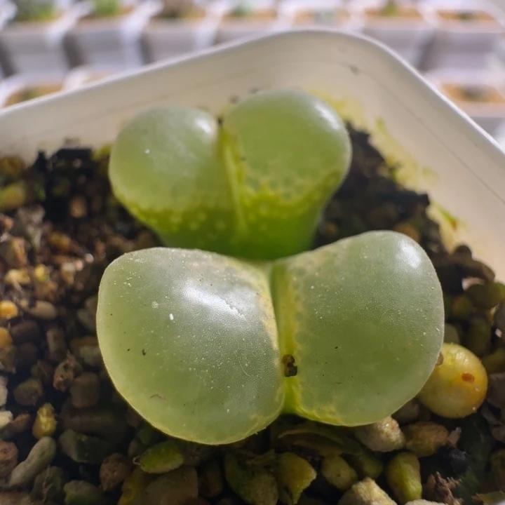 多肉脱土..............