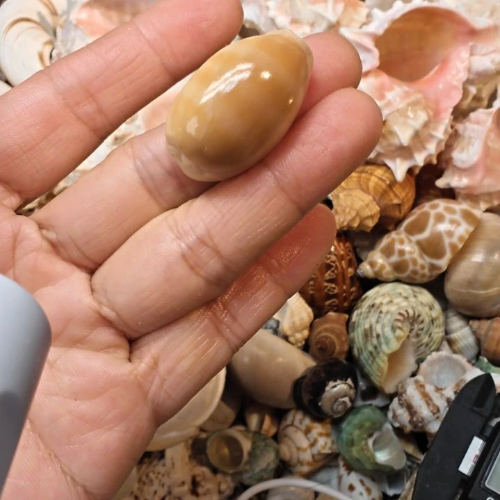 石材天然海螺宝螺