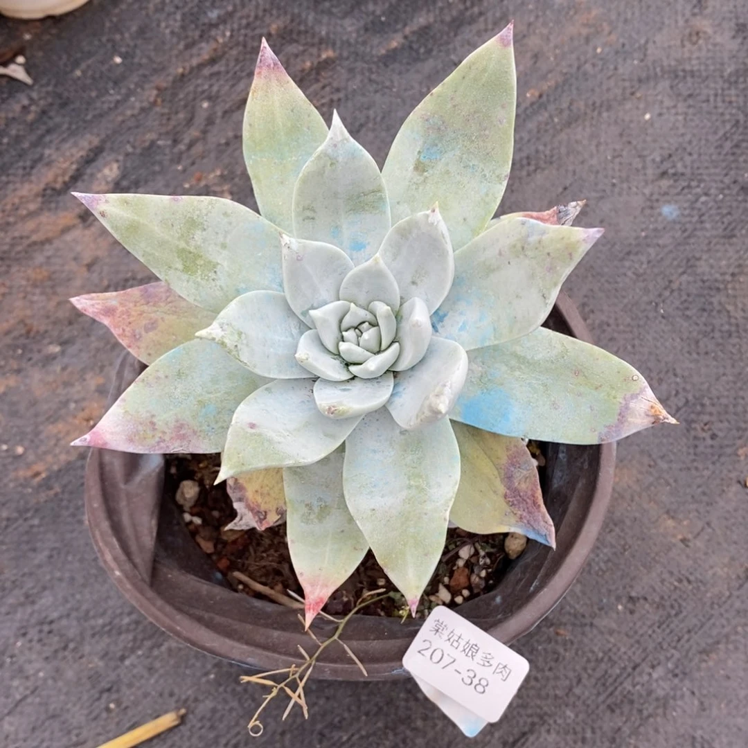 38号牡丹叶小可爱