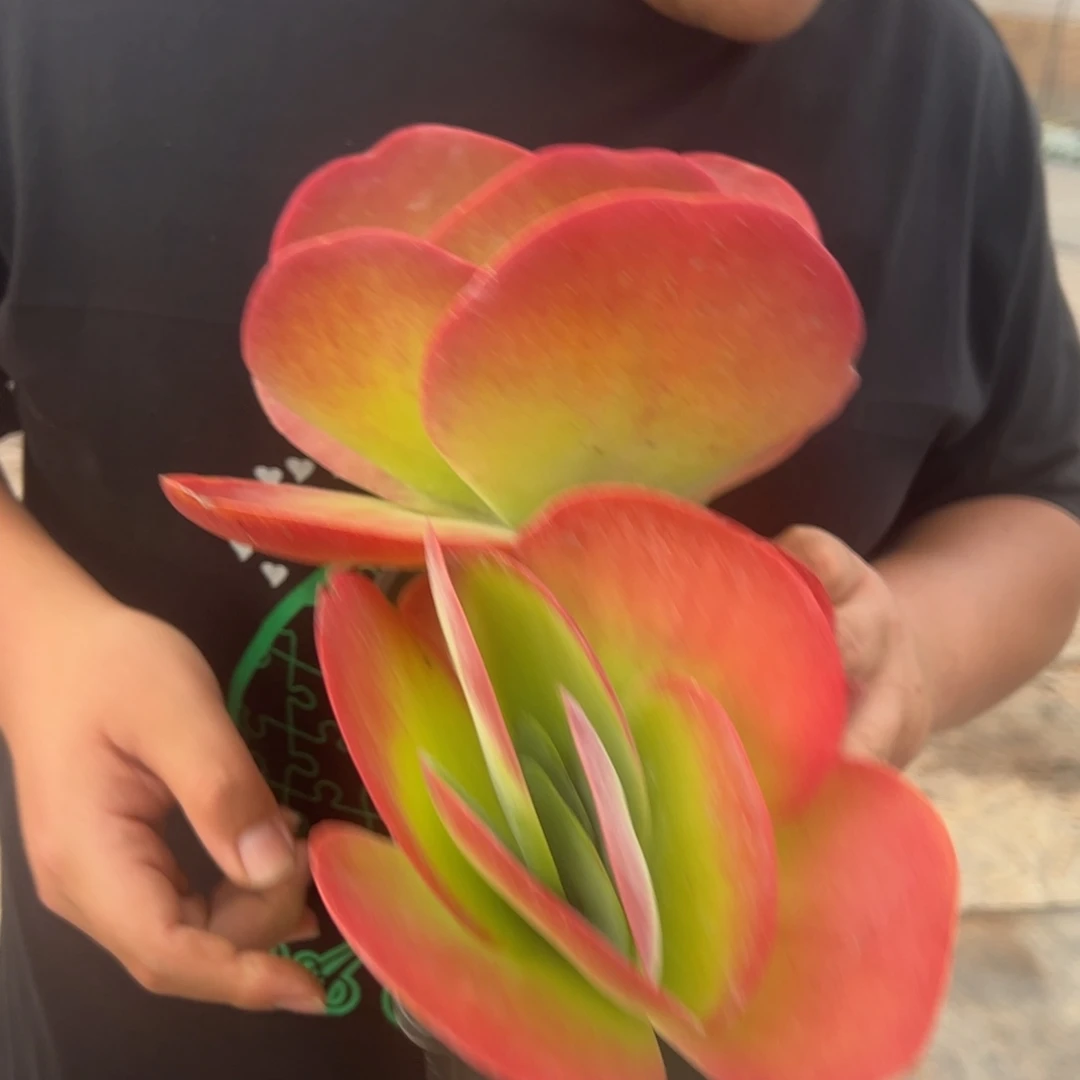 唐印大单头两盆，120杯