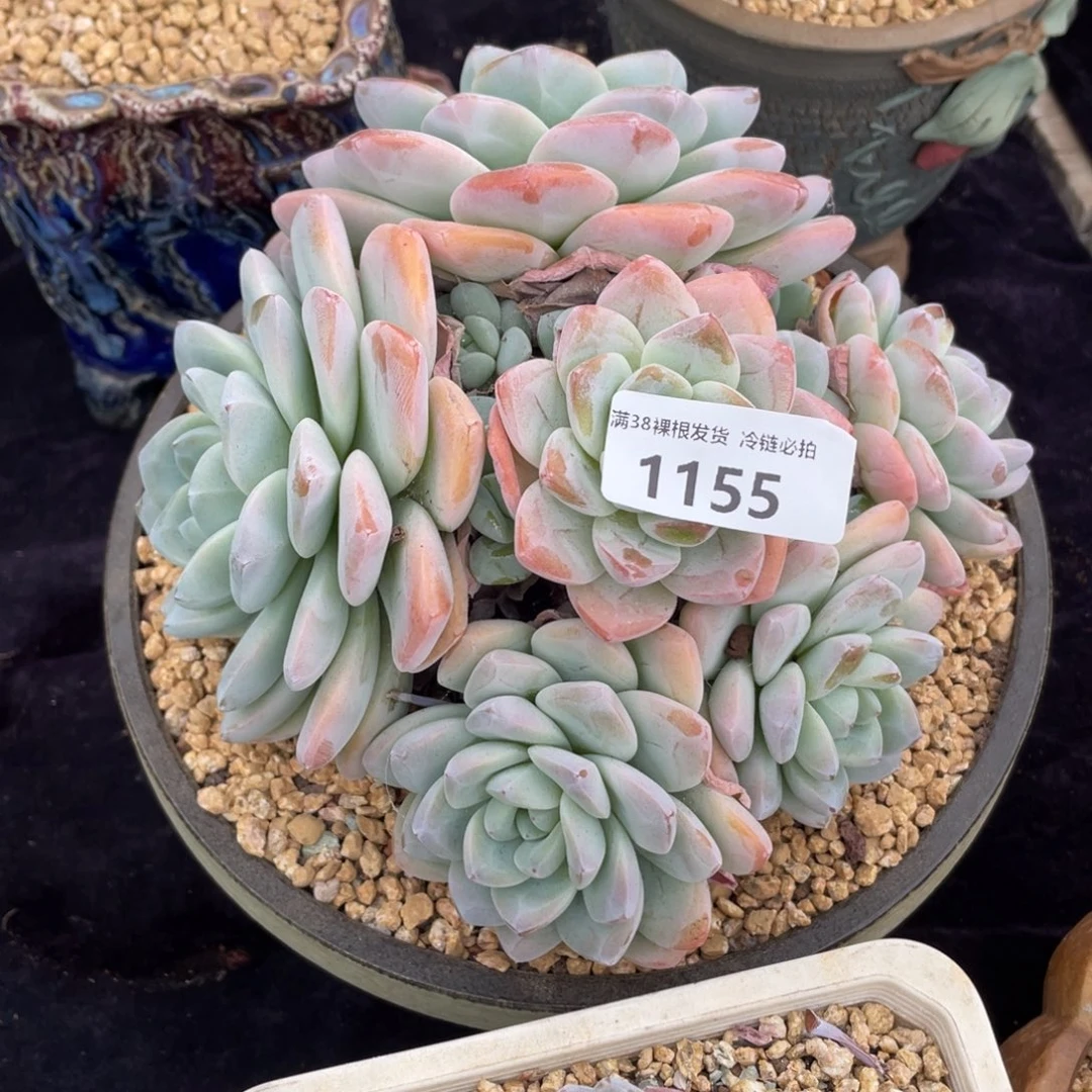 平***登1155冰玉群生多肉植物一物一拍