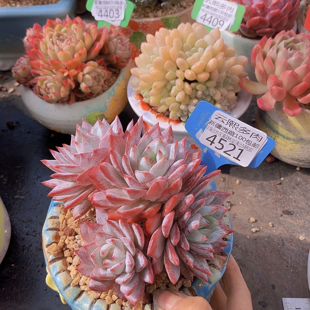 4521粉蓝鸟多肉植物    无砍