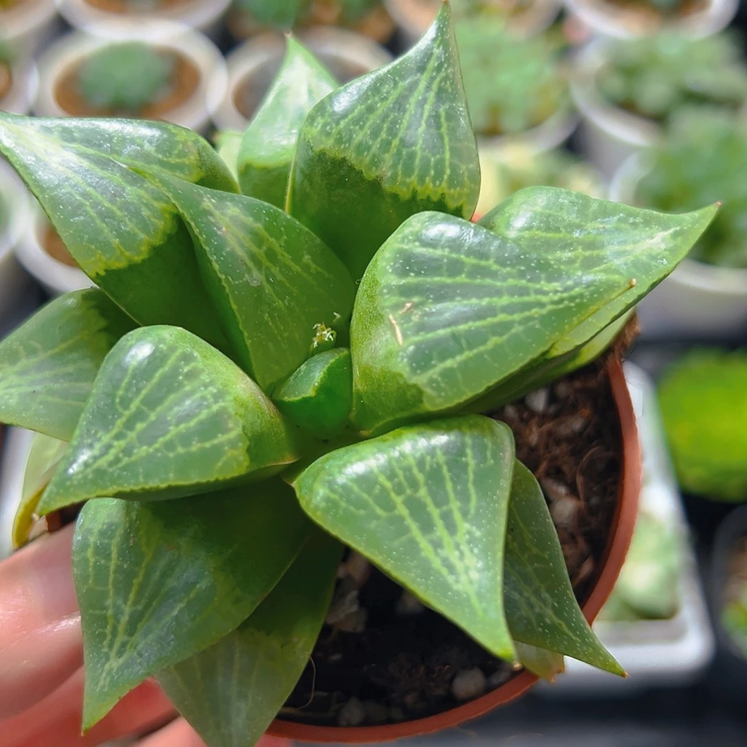 一代康平母本玉露多肉