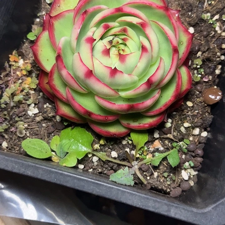 惊鸿仙子多肉植物3522