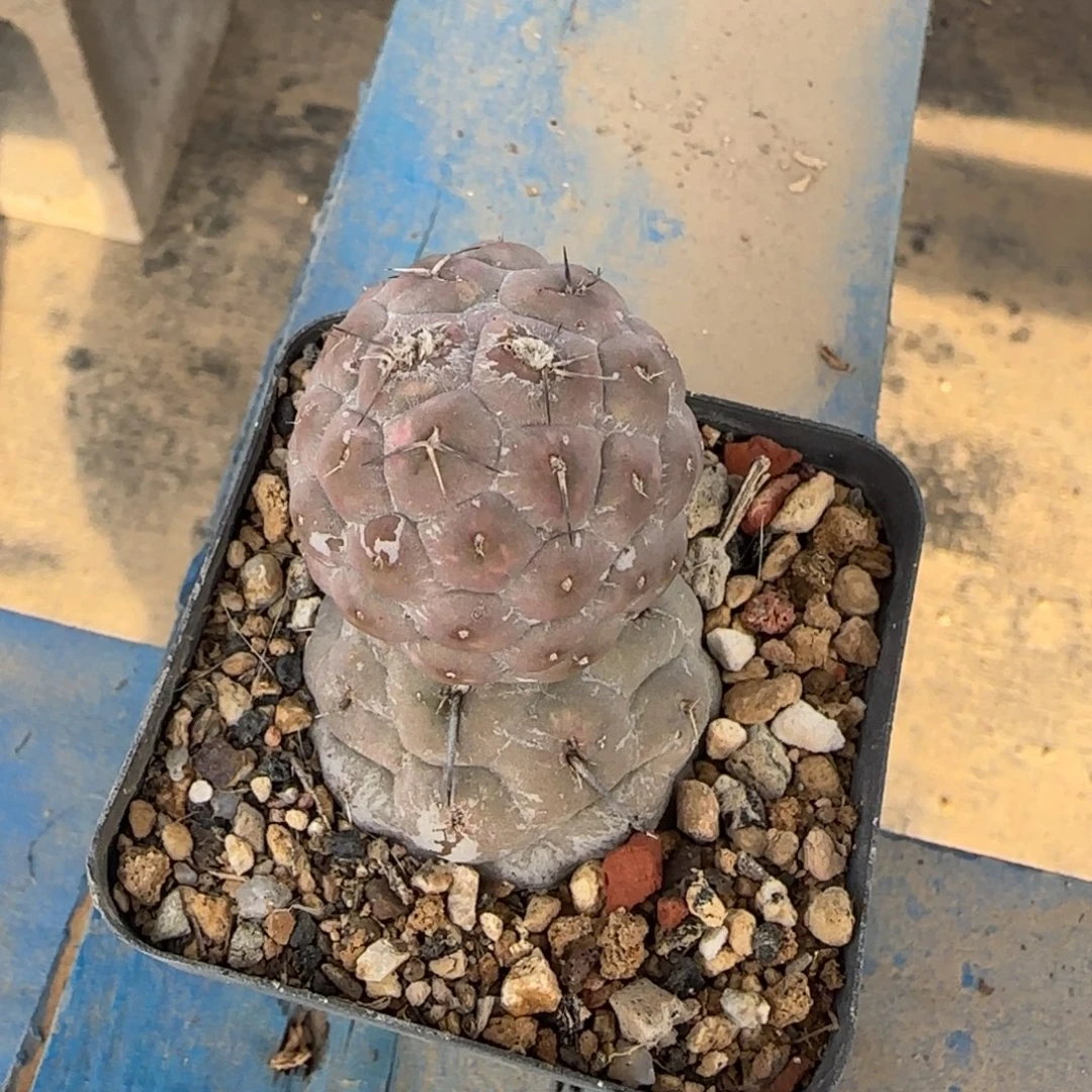 017自根雪人习志野多肉